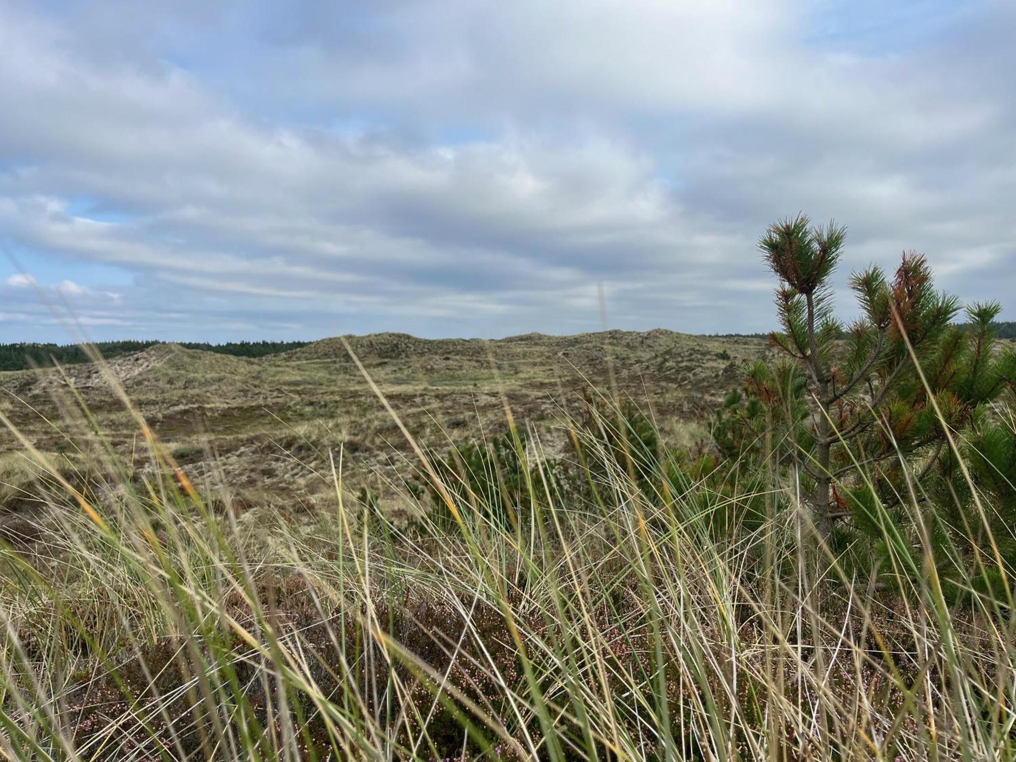 The Beach Farm - Charm, Beach And Stunning Nature Bedsted Thy Exteriör bild